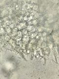 Mycena nebula image