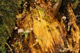 Mycena nebula image