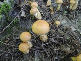Cortinarius triumphans image