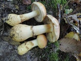 Cortinarius triumphans image