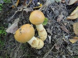 Cortinarius triumphans image