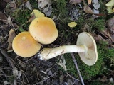 Cortinarius triumphans image