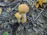 Cortinarius triumphans image