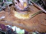 Suillus luteus image