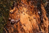 Mycena nebula image