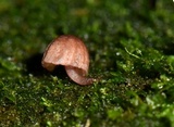 Mycena nebula image