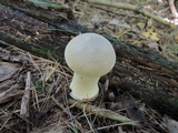 Lycoperdon excipuliforme image