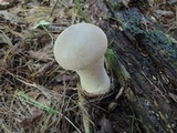 Lycoperdon excipuliforme image