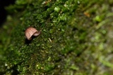 Mycena nebula image