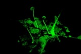 Mycena luxfoliicola image
