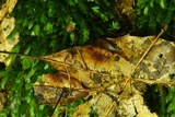 Mycena luxfoliicola image