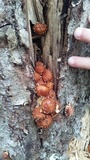 Hemistropharia albocrenulata image
