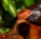 Mycena luxfoliicola image