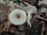 Lactarius cinereus image
