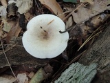 Lactarius cinereus image