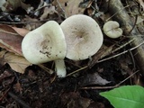 Lactarius cinereus image