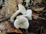 Lactarius cinereus image