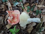 Russula flavisiccans image