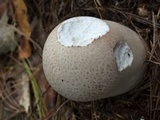 Calvatia cyathiformis image