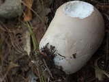 Calvatia cyathiformis image