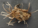 Akanthomyces aranearum image