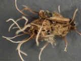 Akanthomyces aranearum image