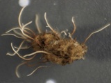 Akanthomyces aranearum image