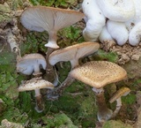 Armillaria solidipes image