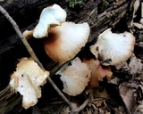 Crepidotus applanatus image