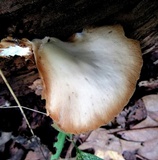 Crepidotus applanatus image