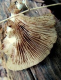 Crepidotus applanatus image