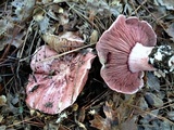 Hygrophorus russula image