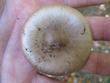 Amanita porphyria image