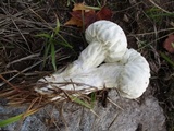 Lycoperdon excipuliforme image