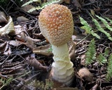 Amanita muscaria f. guessowii image