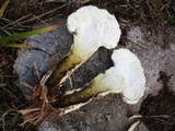 Lycoperdon excipuliforme image