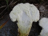 Lycoperdon excipuliforme image