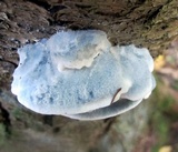 Postia livens image