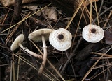 Lepiota felina image