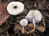 Lepiota felina image