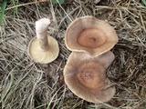 Lactarius mammosus image