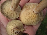 Lactarius mammosus image