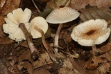Lepiota cristata image