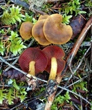 Cortinarius ominosus image