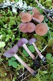 Laccaria bicolor image