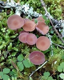 Laccaria bicolor image