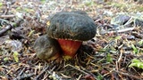 Xerocomellus atropurpureus image