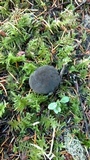 Xerocomellus atropurpureus image