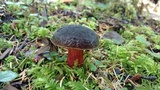 Xerocomellus atropurpureus image