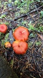 Hygrocybe miniata image